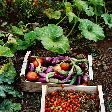 Clos Des Coustoulins *
